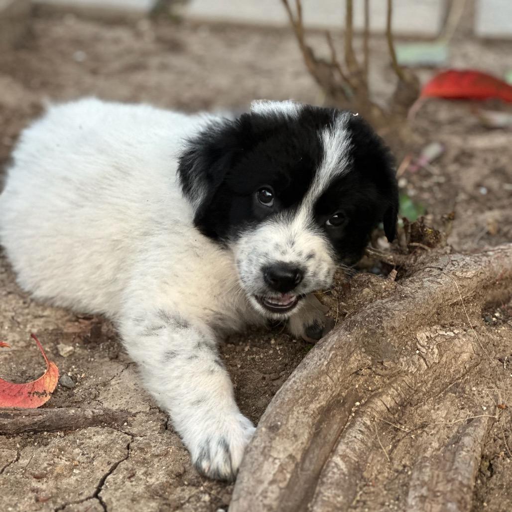 Birdie, Adoptable, Puppy Female Great Pyrenees & Cattle Dog.