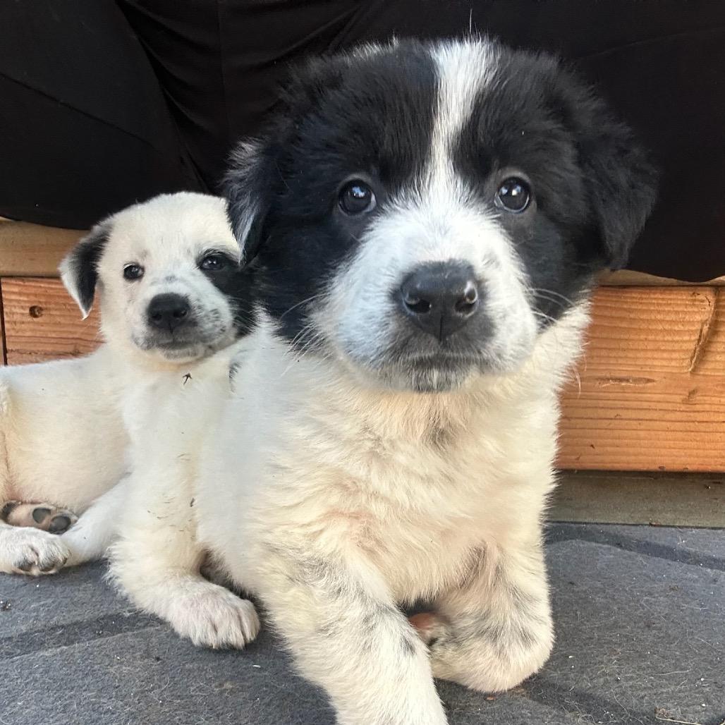 Enlarge Birdie, a Adoptable mixed breed in North Hollywood, CA image 2/6