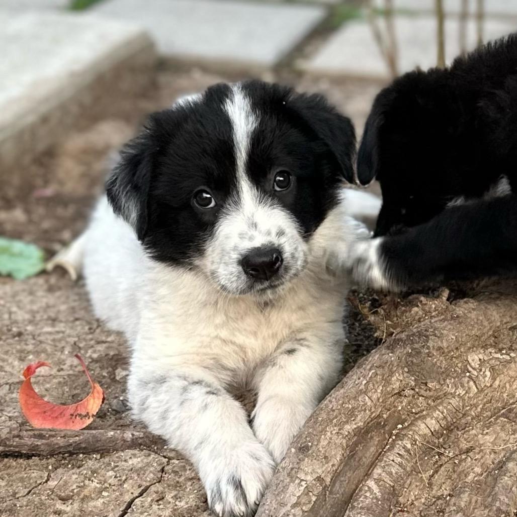 Enlarge Birdie, a Adoptable mixed breed in North Hollywood, CA image 3/6