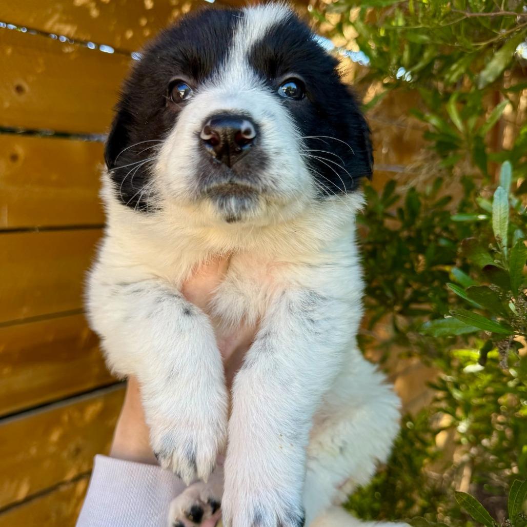 Enlarge Birdie, a Adoptable mixed breed in North Hollywood, CA image 5/6