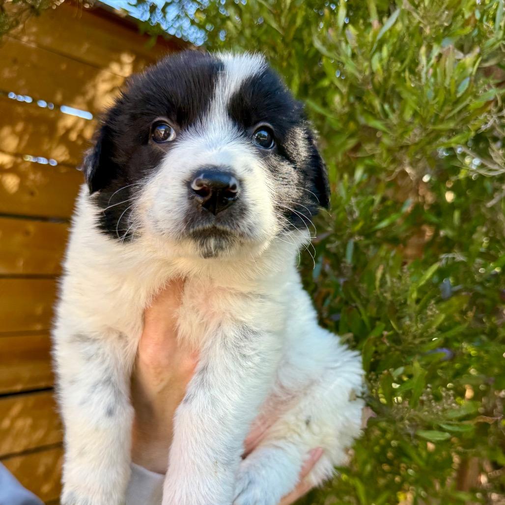 Enlarge Birdie, a Adoptable mixed breed in North Hollywood, CA image 6/6