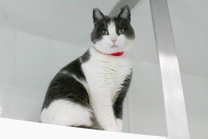 Enlarge Peony, a Adoptable Domestic Short Hair in Greenville, SC image 1/1