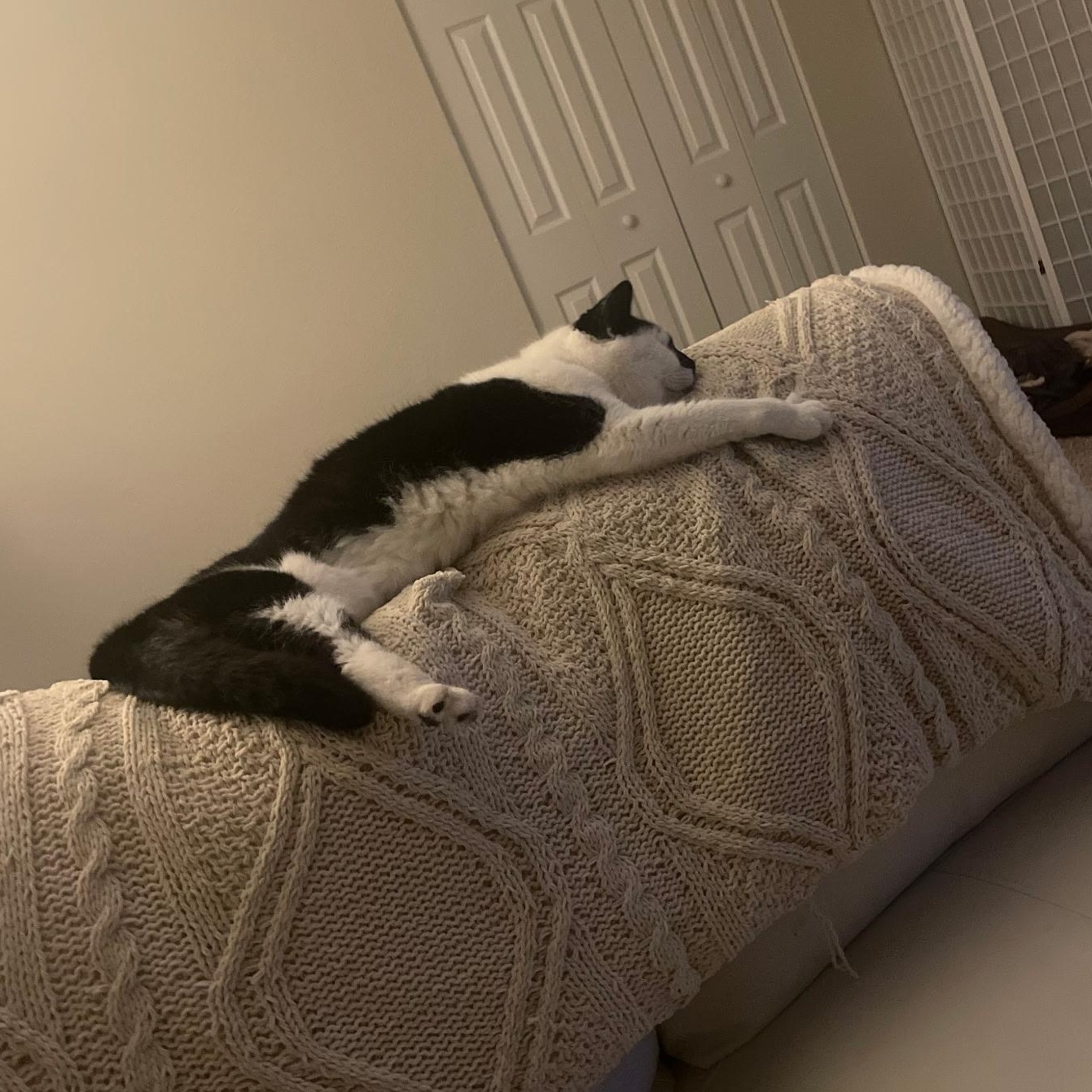 Enlarge Wormy, a Adoptable Domestic Short Hair in Beltsville, MD image 2/6