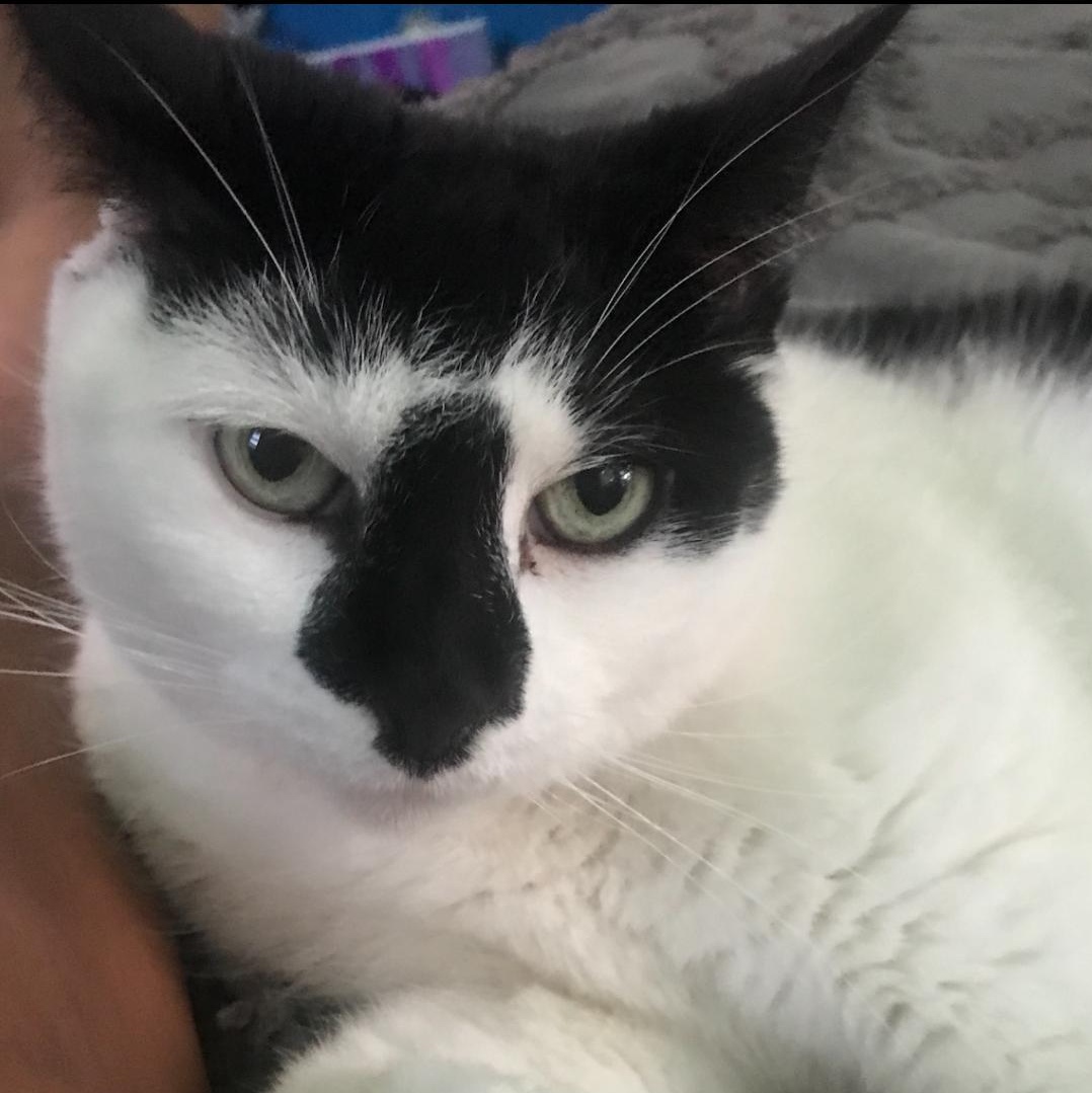 Enlarge Wormy, a Adoptable Domestic Short Hair in Beltsville, MD image 4/6