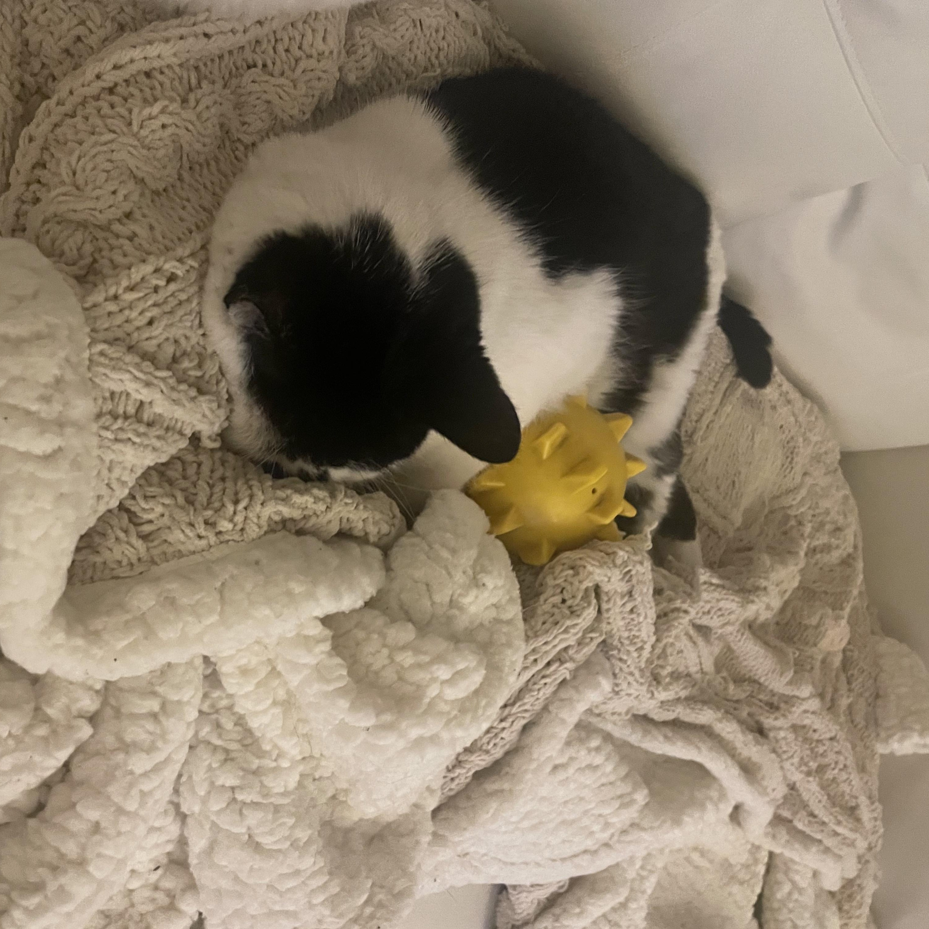 Enlarge Wormy, a Adoptable Domestic Short Hair in Beltsville, MD image 6/6