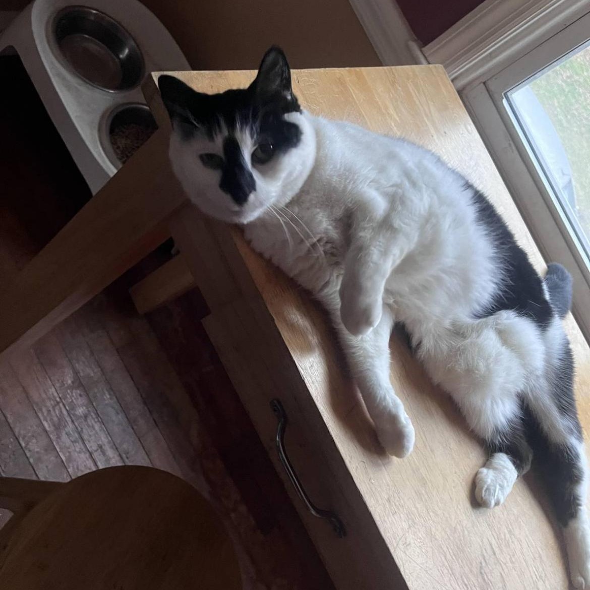 Enlarge Wormy, a Adoptable Domestic Short Hair in Beltsville, MD image 3/6