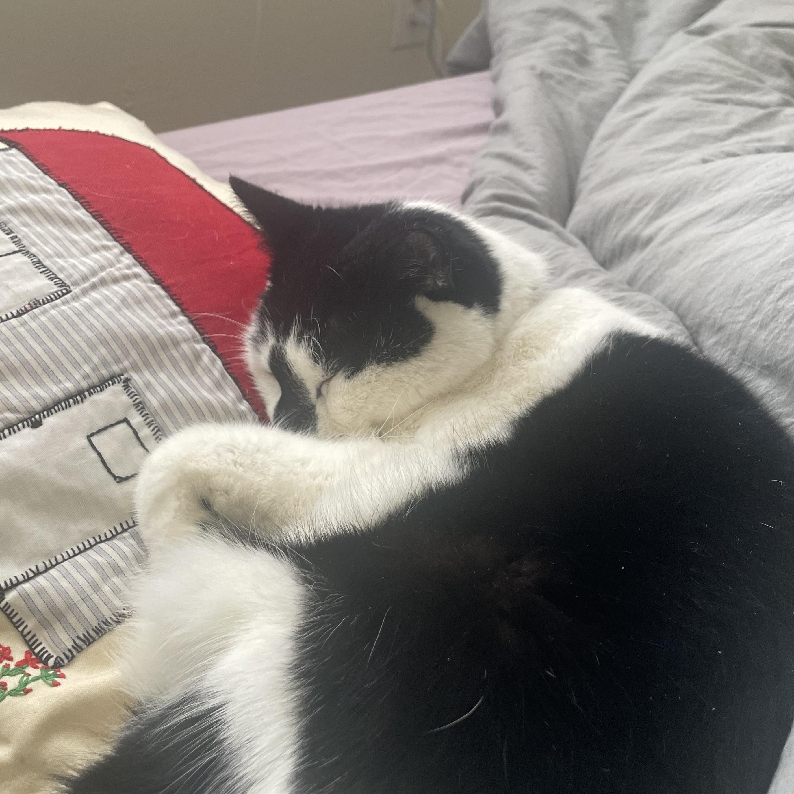 Enlarge Wormy, a Adoptable Domestic Short Hair in Beltsville, MD image 1/6