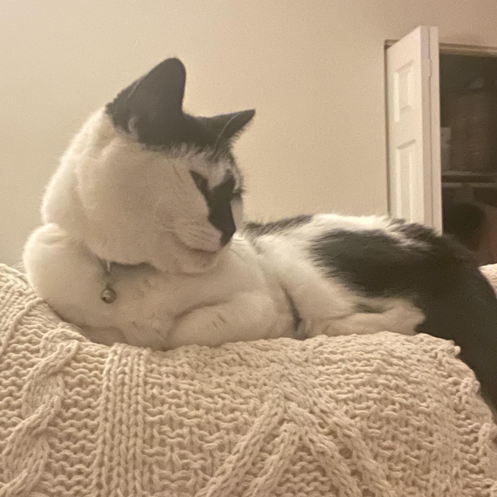 Enlarge Wormy, a Adoptable Domestic Short Hair in Beltsville, MD image 5/6