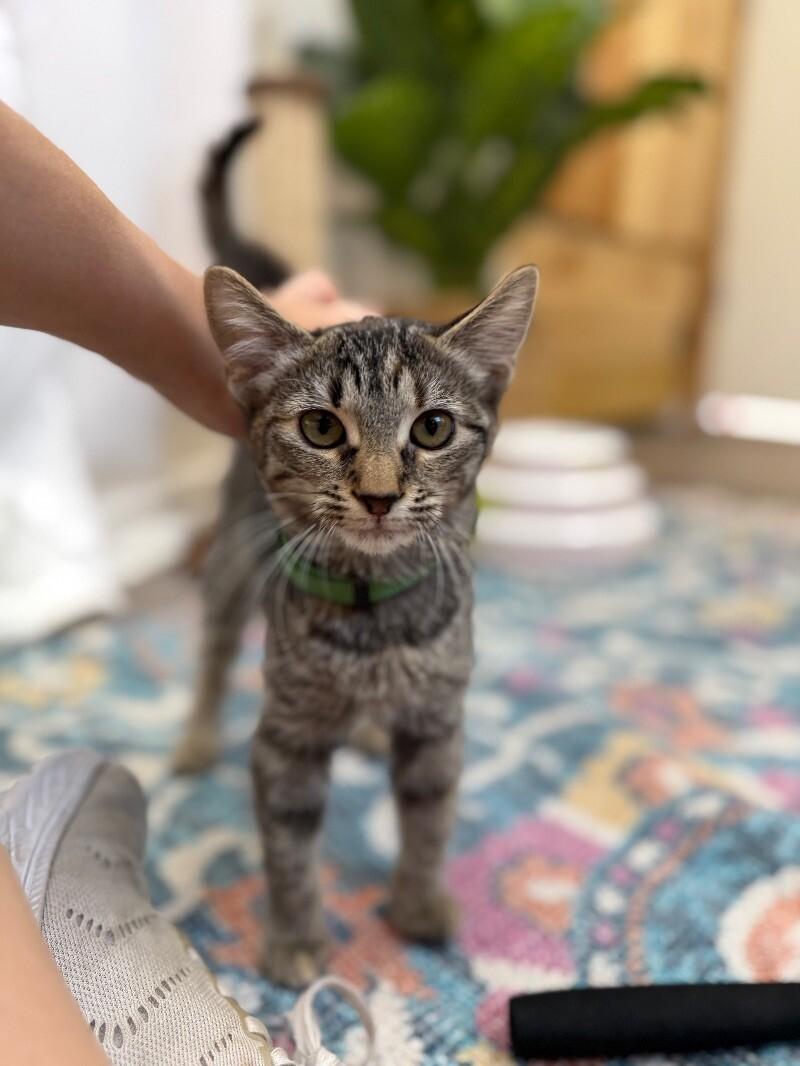 Queens New York — thumbnail 3