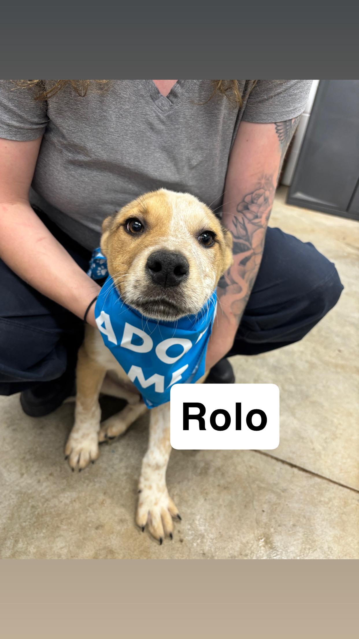 Rolo