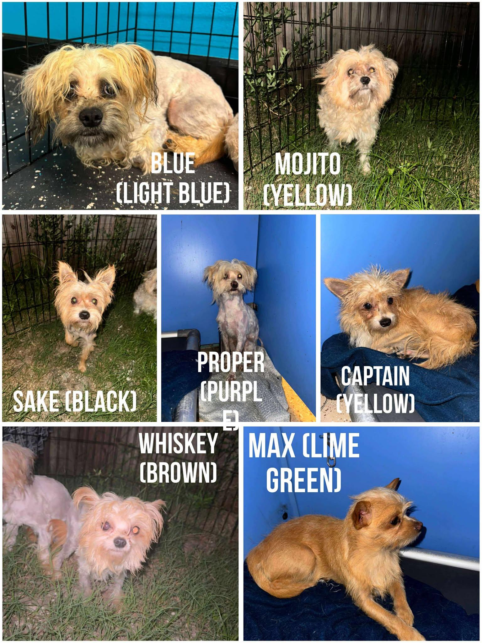 Whiskey, Adopted, Adult Male Yorkshire Terrier.