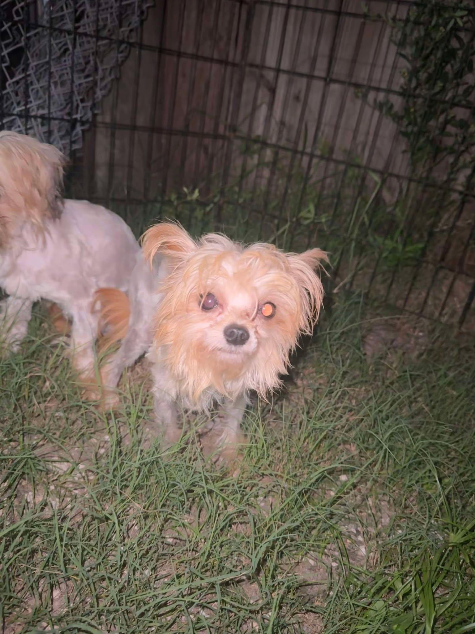 Enlarge Whiskey, a Adopted Yorkshire Terrier in Parrish, FL image 2/6