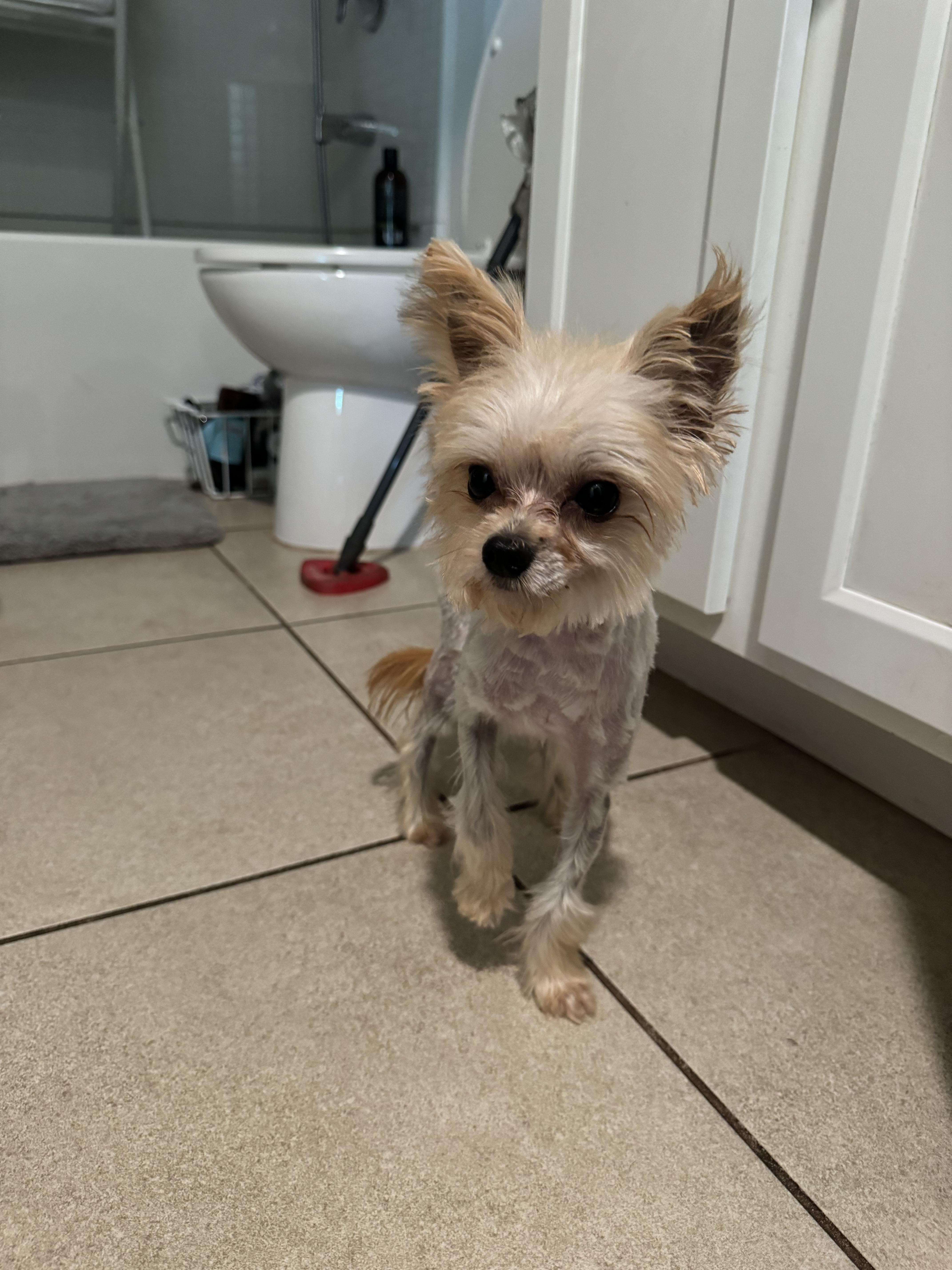Enlarge Whiskey, a Adopted Yorkshire Terrier in Parrish, FL image 5/6