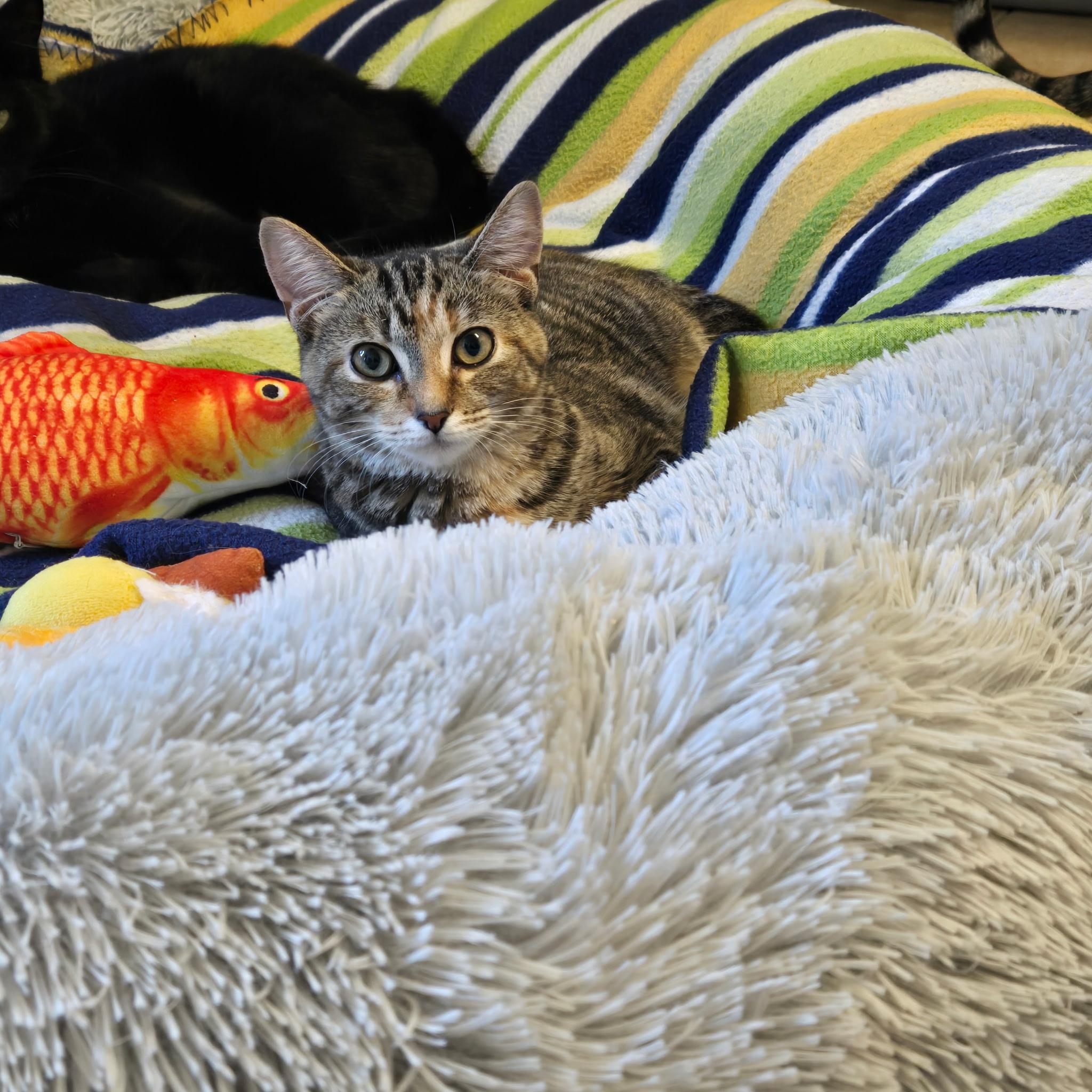 Vivi, ADOPTABLE, Young Female Domestic Short Hair.