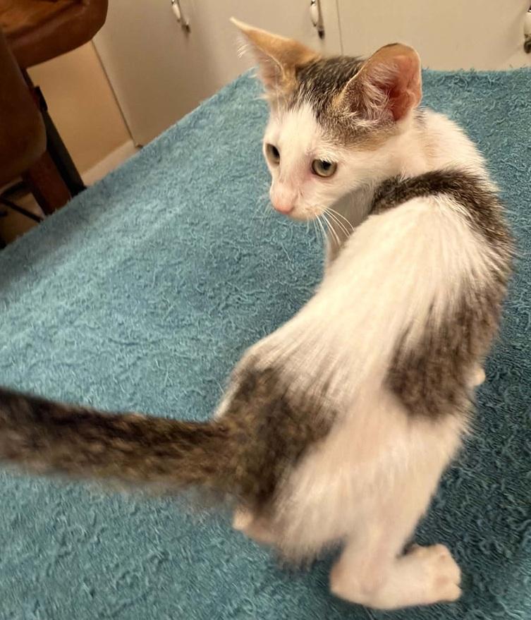 Bunny Benito, ADOPTABLE, Kitten Male Domestic Short Hair.