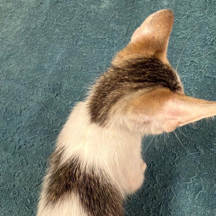 Bunny Benito, a ADOPTABLE Domestic Short Hair in Waxahachie, TX image 2/2