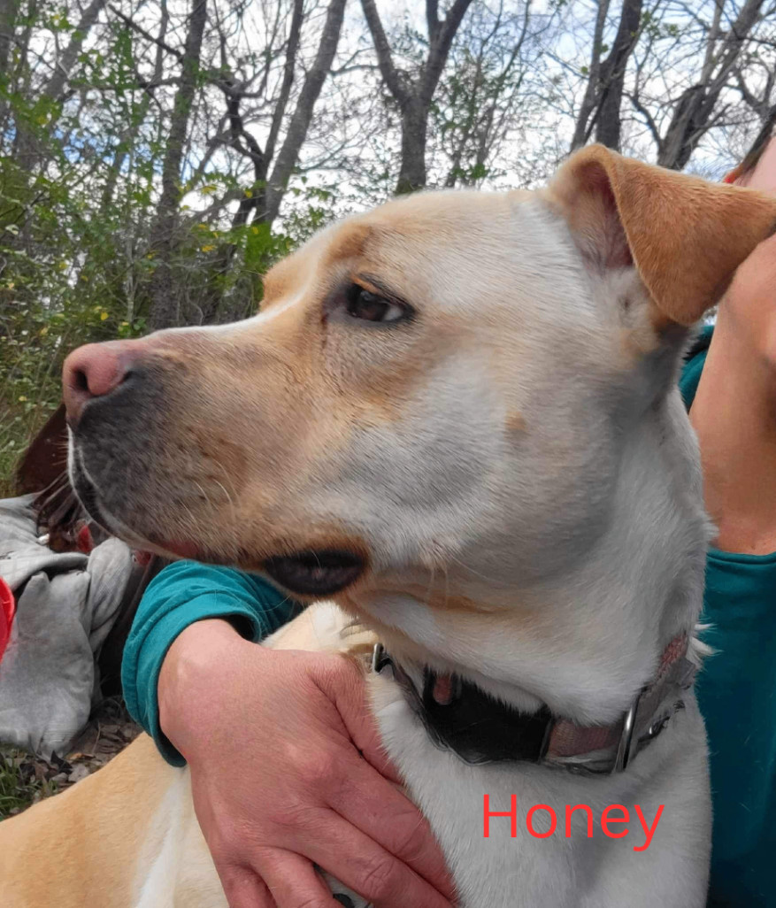 Enlarge Honey, a Adoptable Yellow Labrador Retriever in Sherman, TX image 1/2