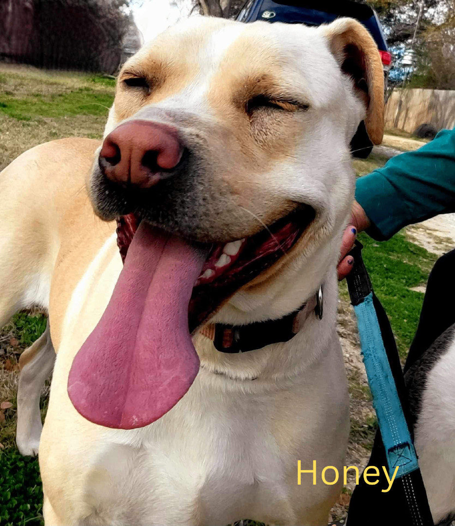 Enlarge Honey, a Adoptable Yellow Labrador Retriever in Sherman, TX image 2/2