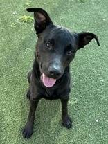 Rocky, adopted, Adult Male Labrador Retriever.