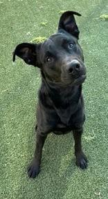 Enlarge Rocky, an adopted Labrador Retriever in Denton, TX image 2/2