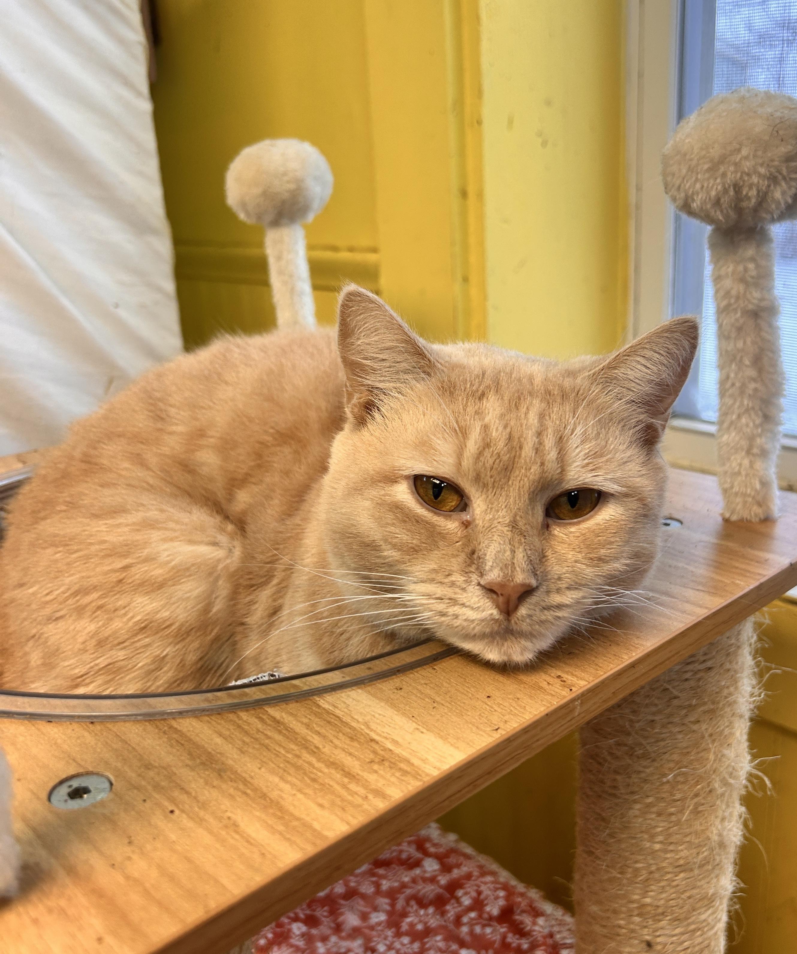 Annabelle, an adoptable Domestic Short Hair in Cortland, NY, 13045 | Photo Image 5