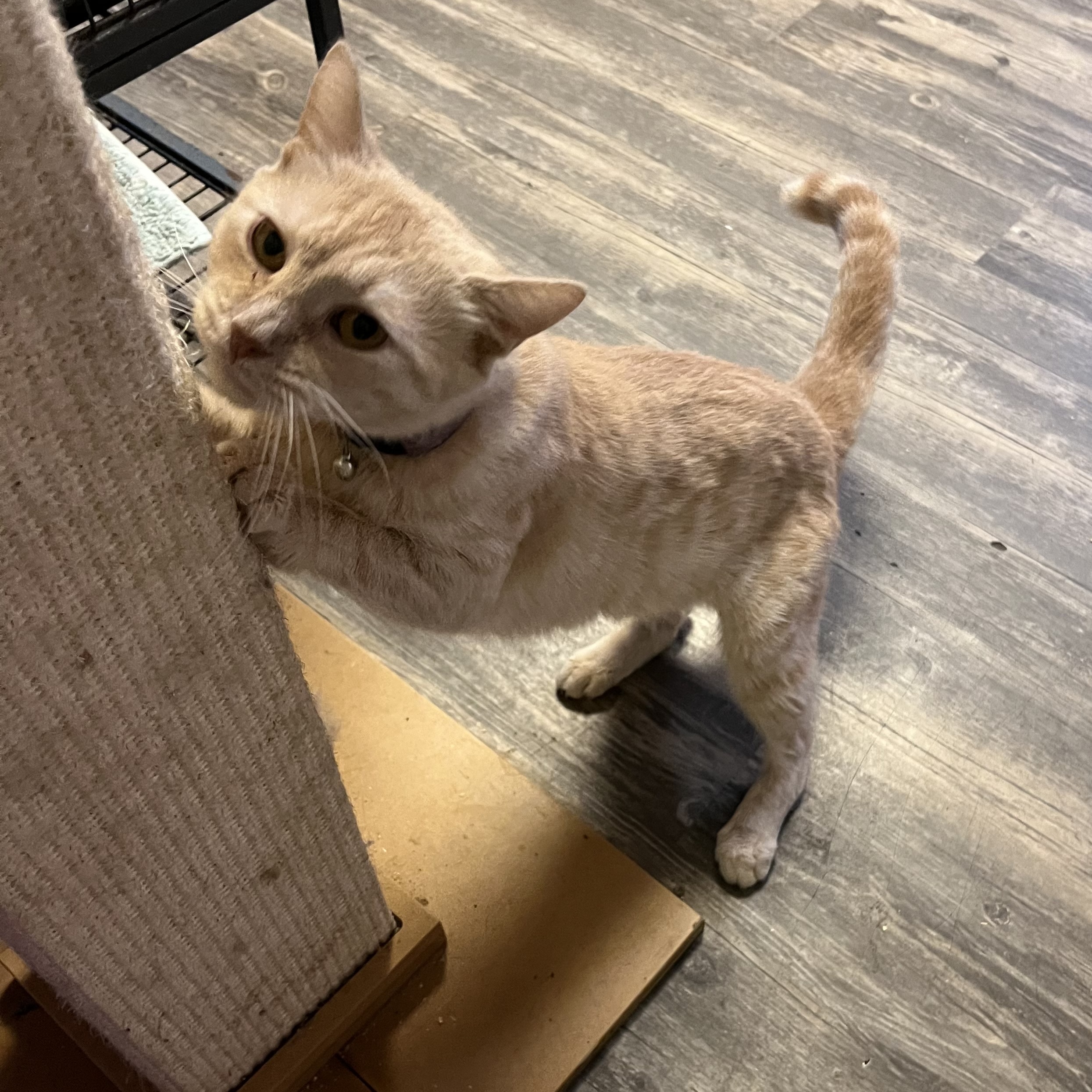 Annabelle, an adoptable Domestic Short Hair in Cortland, NY, 13045 | Photo Image 2