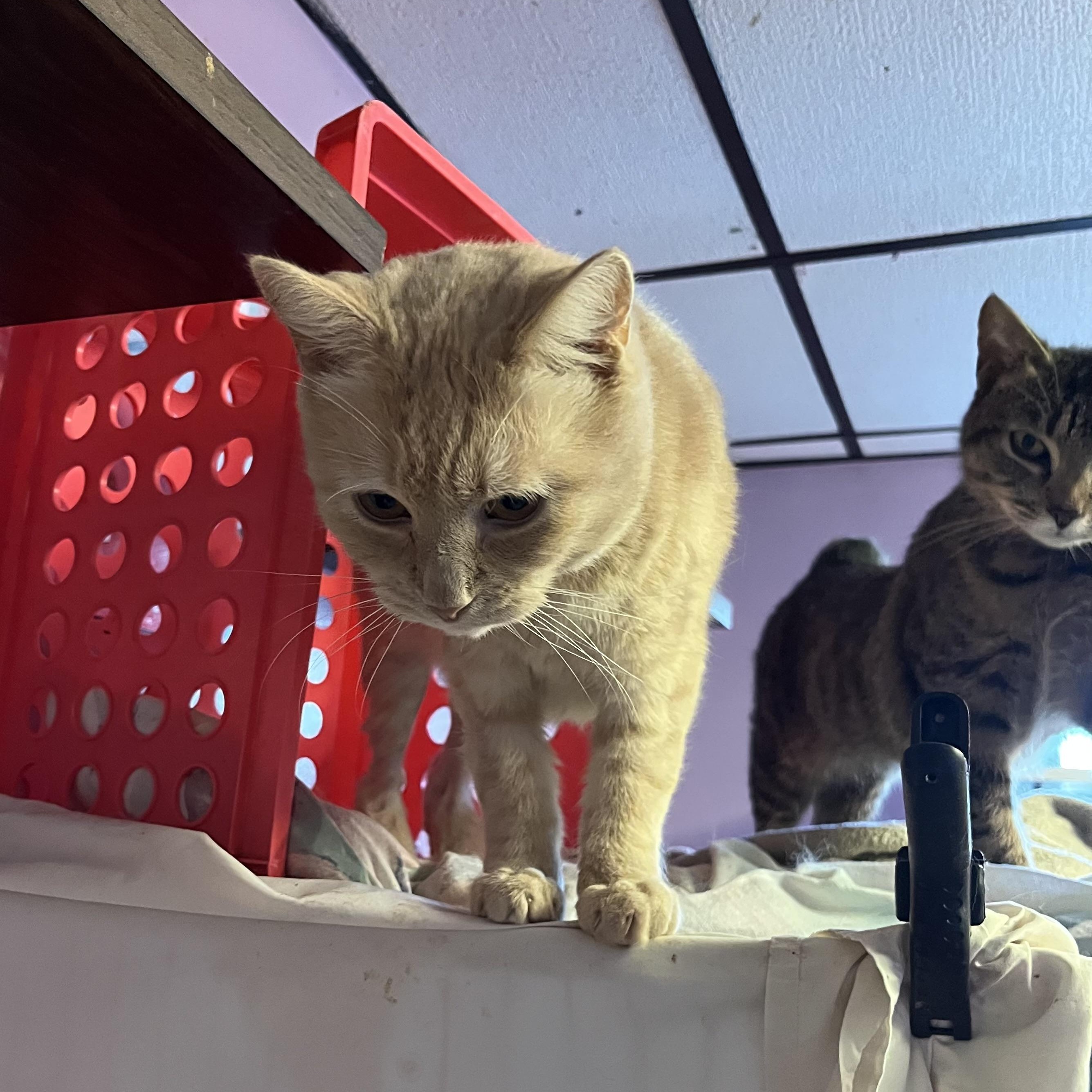 Annabelle, an adoptable Domestic Short Hair in Cortland, NY, 13045 | Photo Image 3