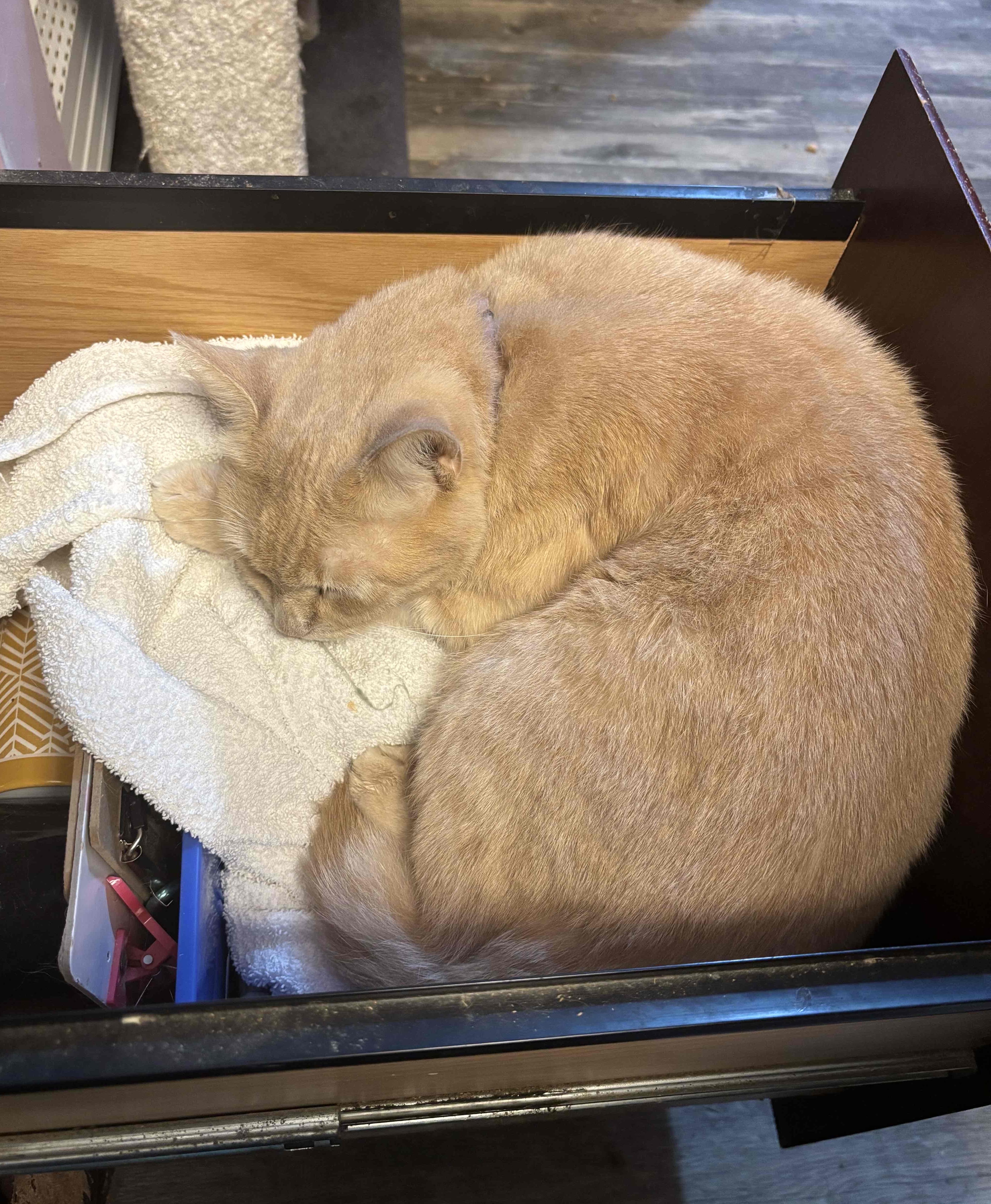 Annabelle, an adoptable Domestic Short Hair in Cortland, NY, 13045 | Photo Image 6