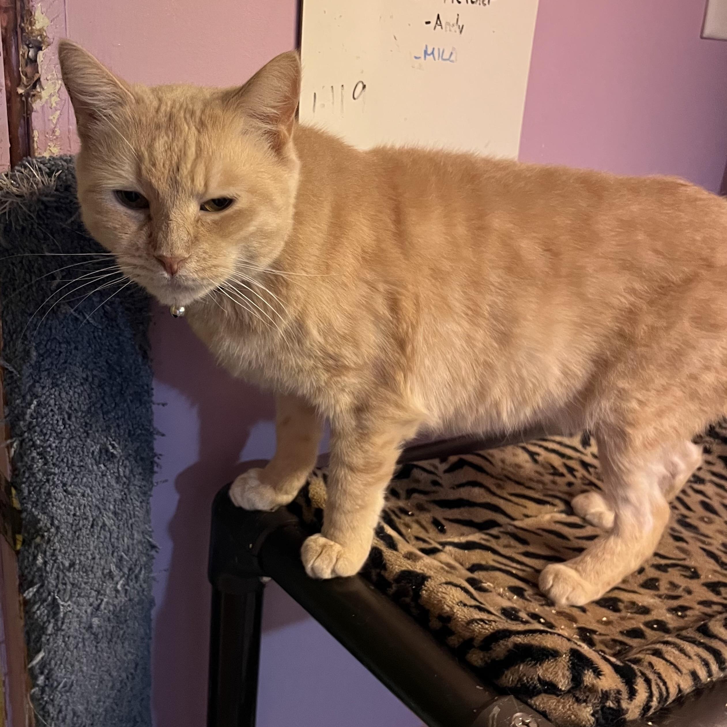 Annabelle, an adoptable Domestic Short Hair in Cortland, NY, 13045 | Photo Image 4