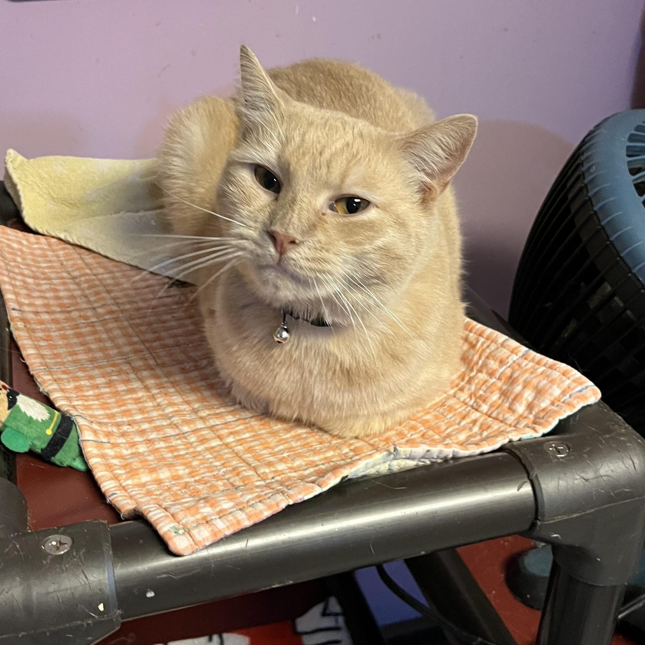 Annabelle, an adoptable Domestic Short Hair in Cortland, NY, 13045 | Photo Image 1