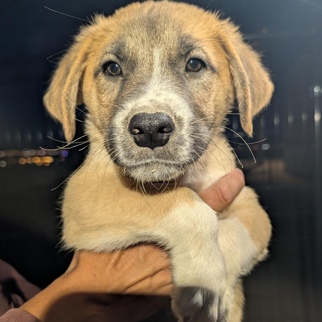 YETI, a Adoptable Mixed Breed in Park City, UT image 1/6
