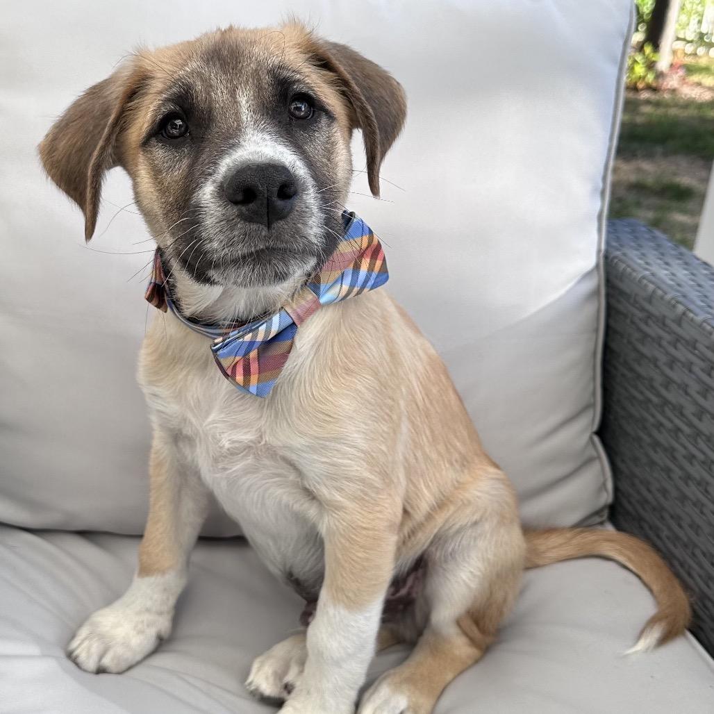 YETI, a Adoptable Mixed Breed in Park City, UT image 2/6