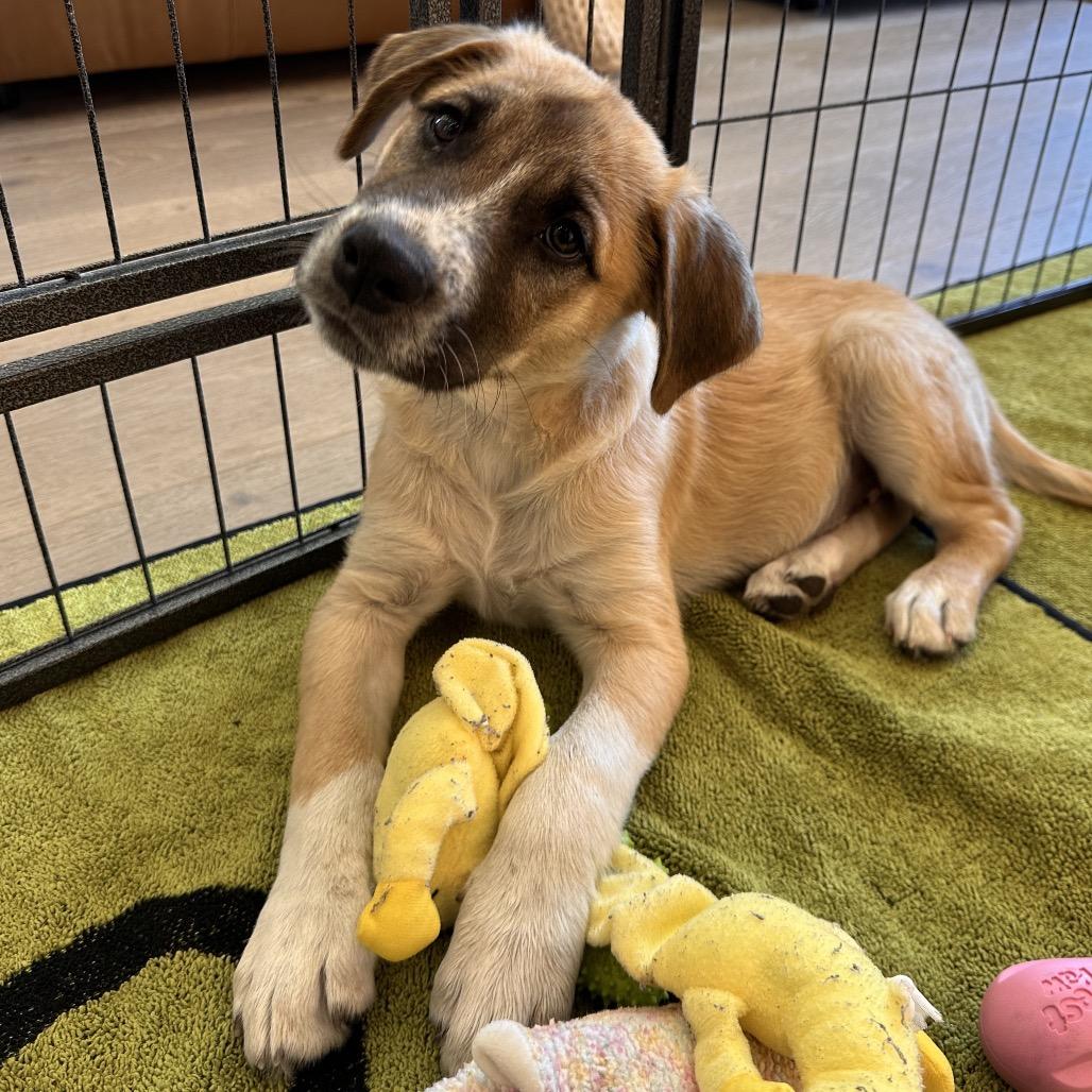 YETI, a Adoptable Mixed Breed in Park City, UT image 3/6
