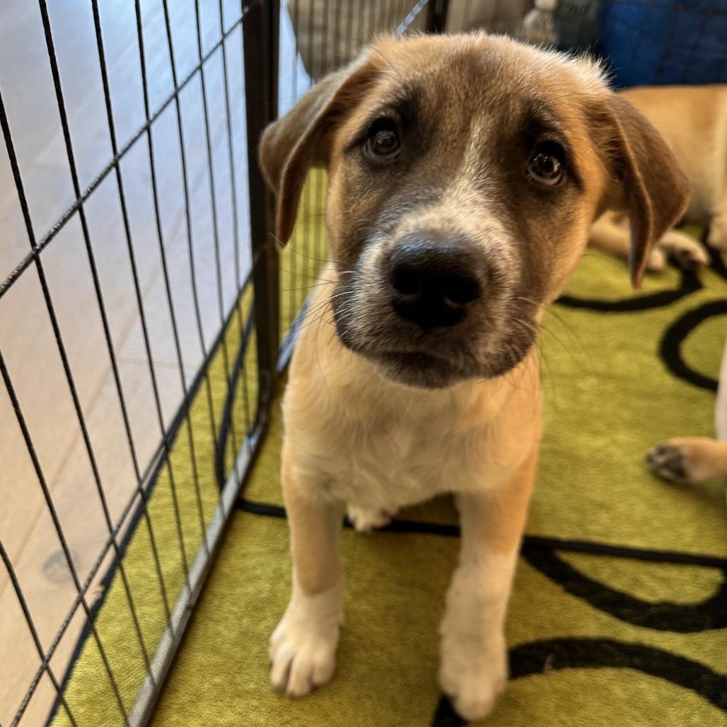 YETI, a Adoptable Mixed Breed in Park City, UT image 5/6
