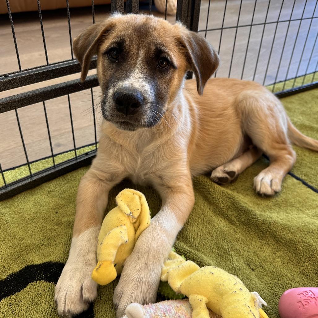 YETI, a Adoptable Mixed Breed in Park City, UT image 6/6