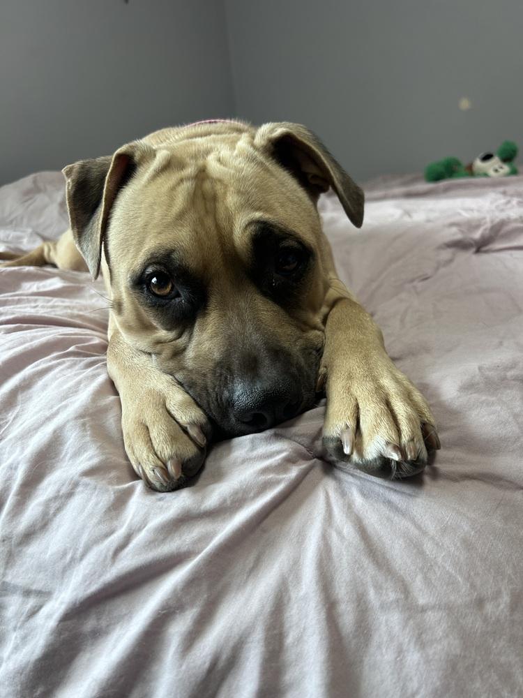 Enlarge Sandy (26-033 D), a Adoptable mixed breed in Lansing, MI image 1/6