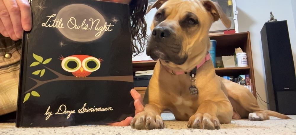 Enlarge Sandy (26-033 D), a Adoptable mixed breed in Lansing, MI image 2/6