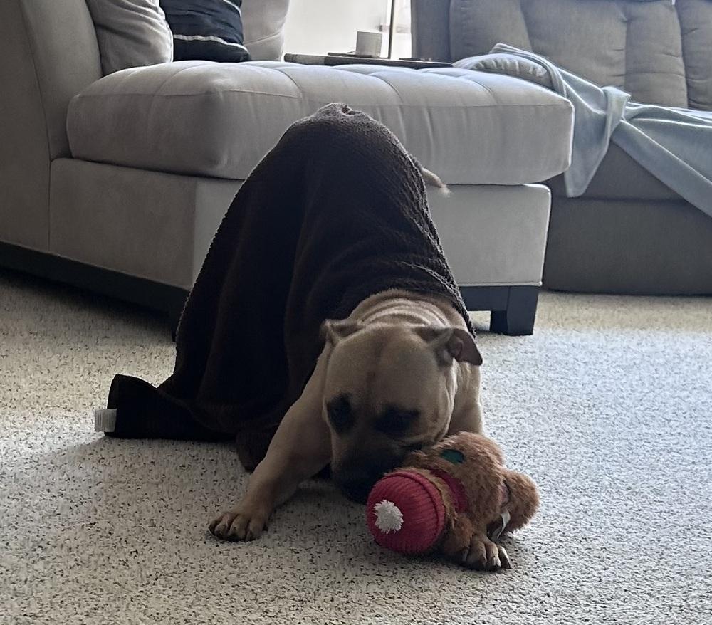 Enlarge Sandy (26-033 D), a Adoptable mixed breed in Lansing, MI image 2/6