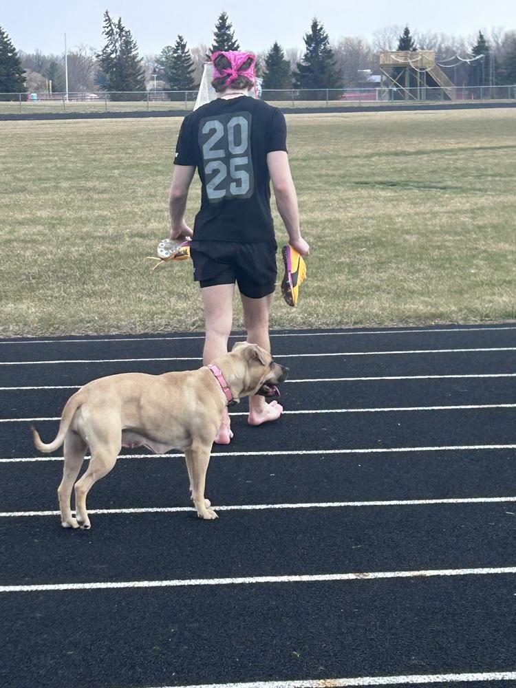 Enlarge Sandy (26-033 D), a Adoptable mixed breed in Lansing, MI image 3/6