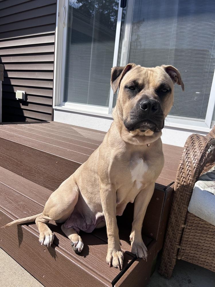 Enlarge Sandy (26-033 D), a Adoptable mixed breed in Lansing, MI image 3/6