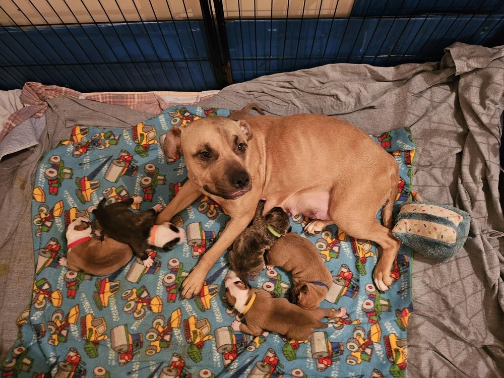 Enlarge Sandy (26-033 D), a Adoptable mixed breed in Lansing, MI image 4/6