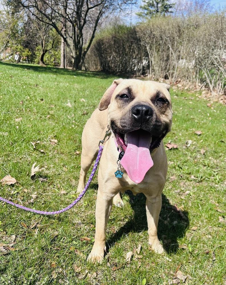 Enlarge Sandy (26-033 D), a Adoptable mixed breed in Lansing, MI image 5/6