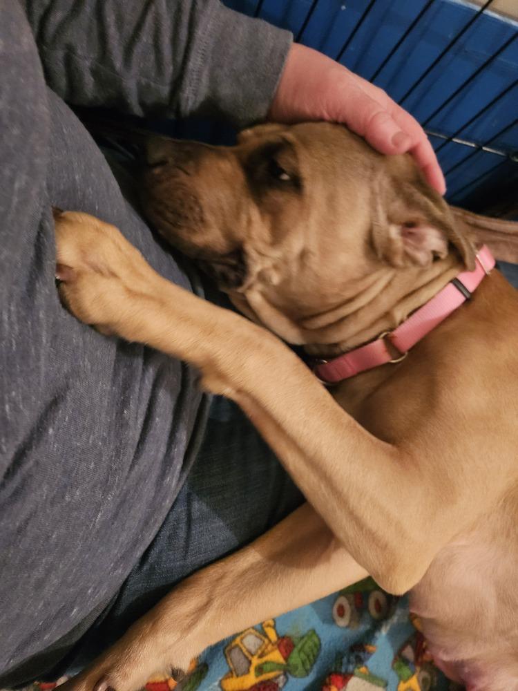 Enlarge Sandy (26-033 D), a Adoptable mixed breed in Lansing, MI image 5/6