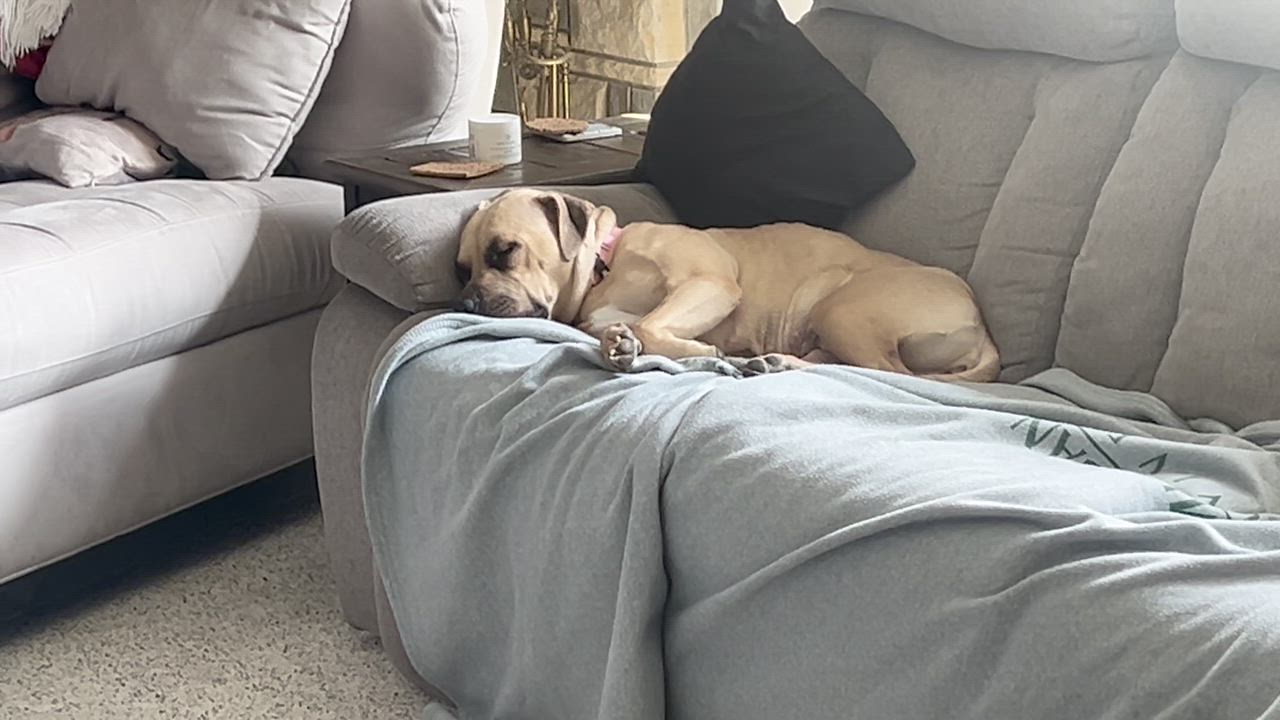 Enlarge Sandy (26-033 D), a Adoptable mixed breed in Lansing, MI video 6/6