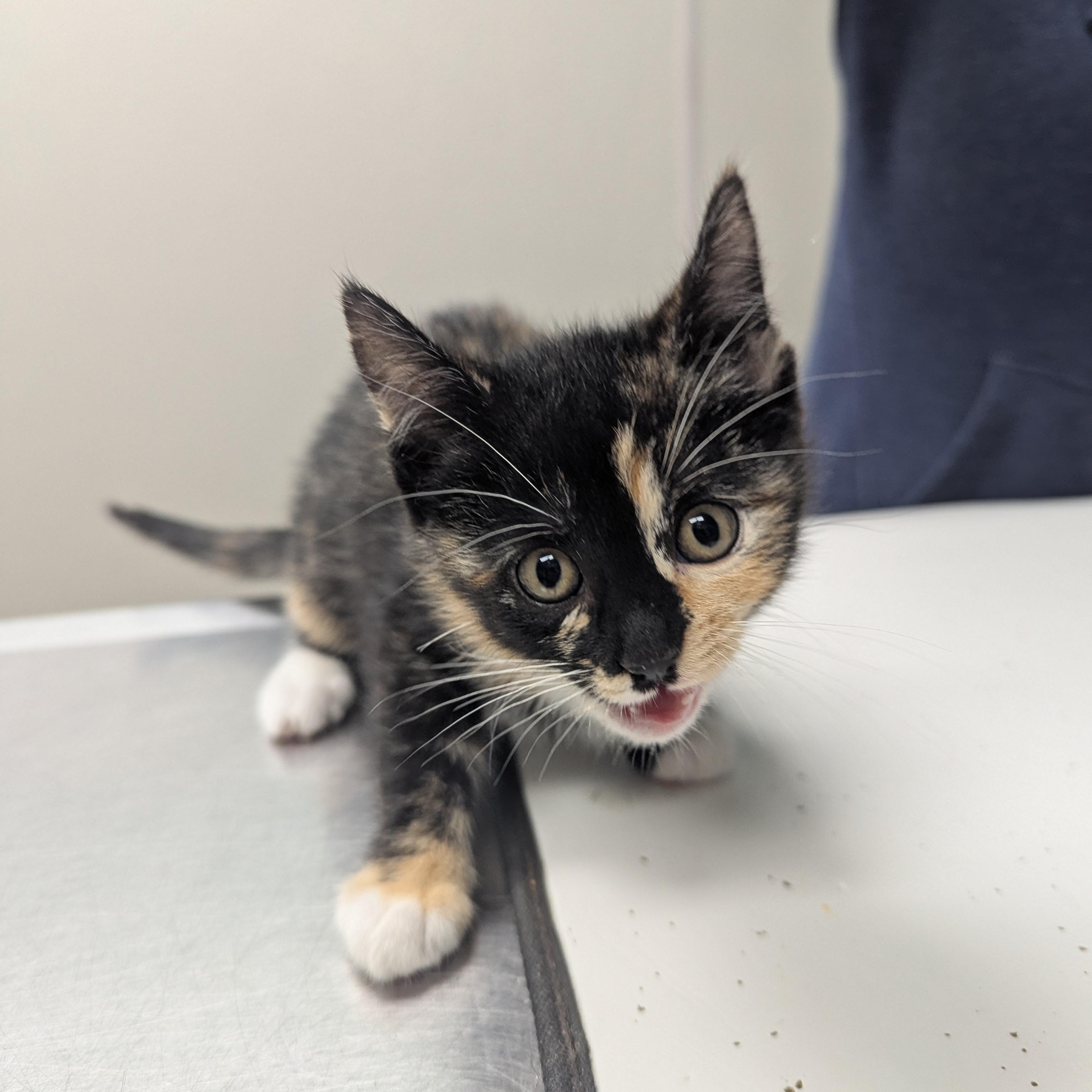 Flora, adopted, Kitten Female Calico.