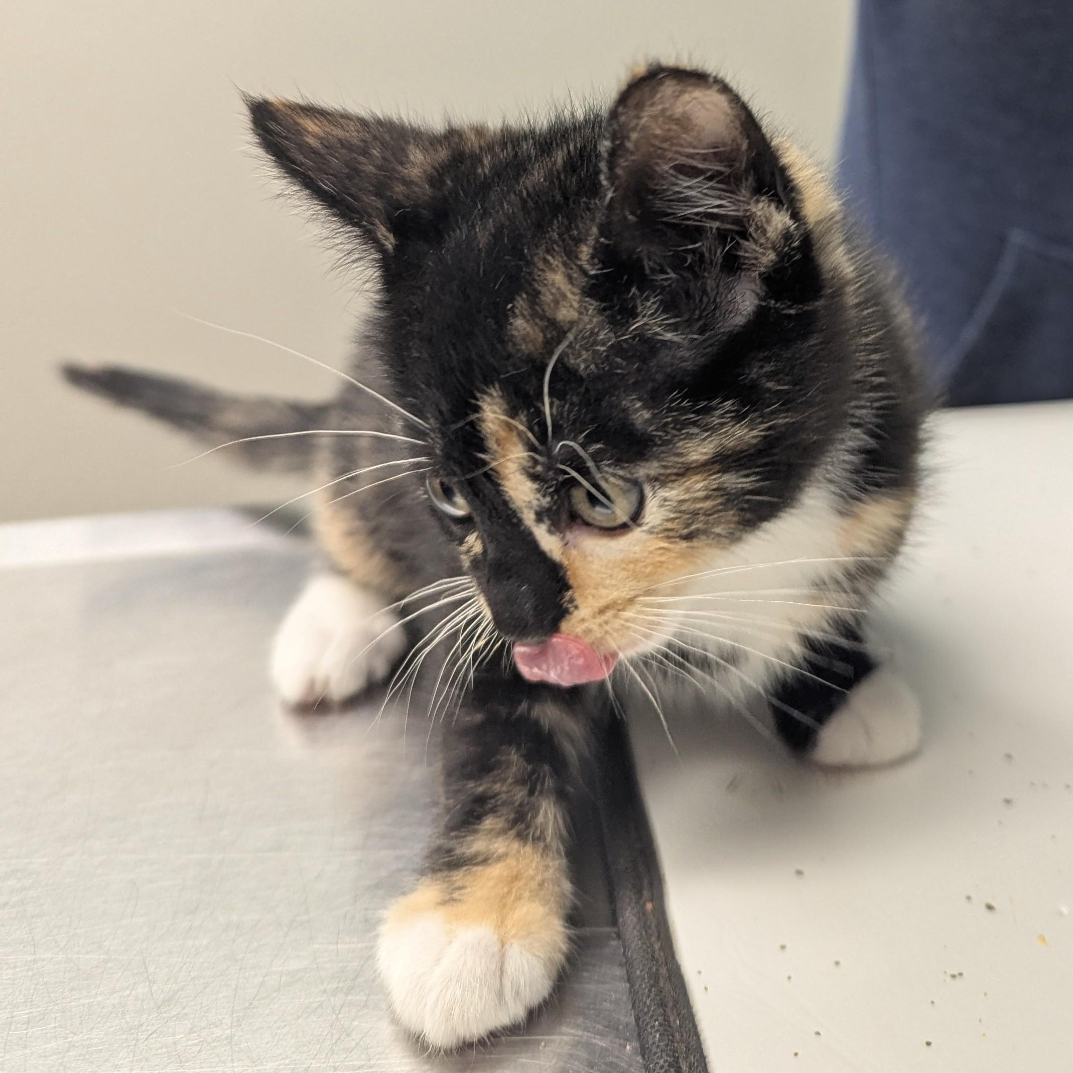 Flora, an adopted mixed breed in Dickinson, ND image 3/3