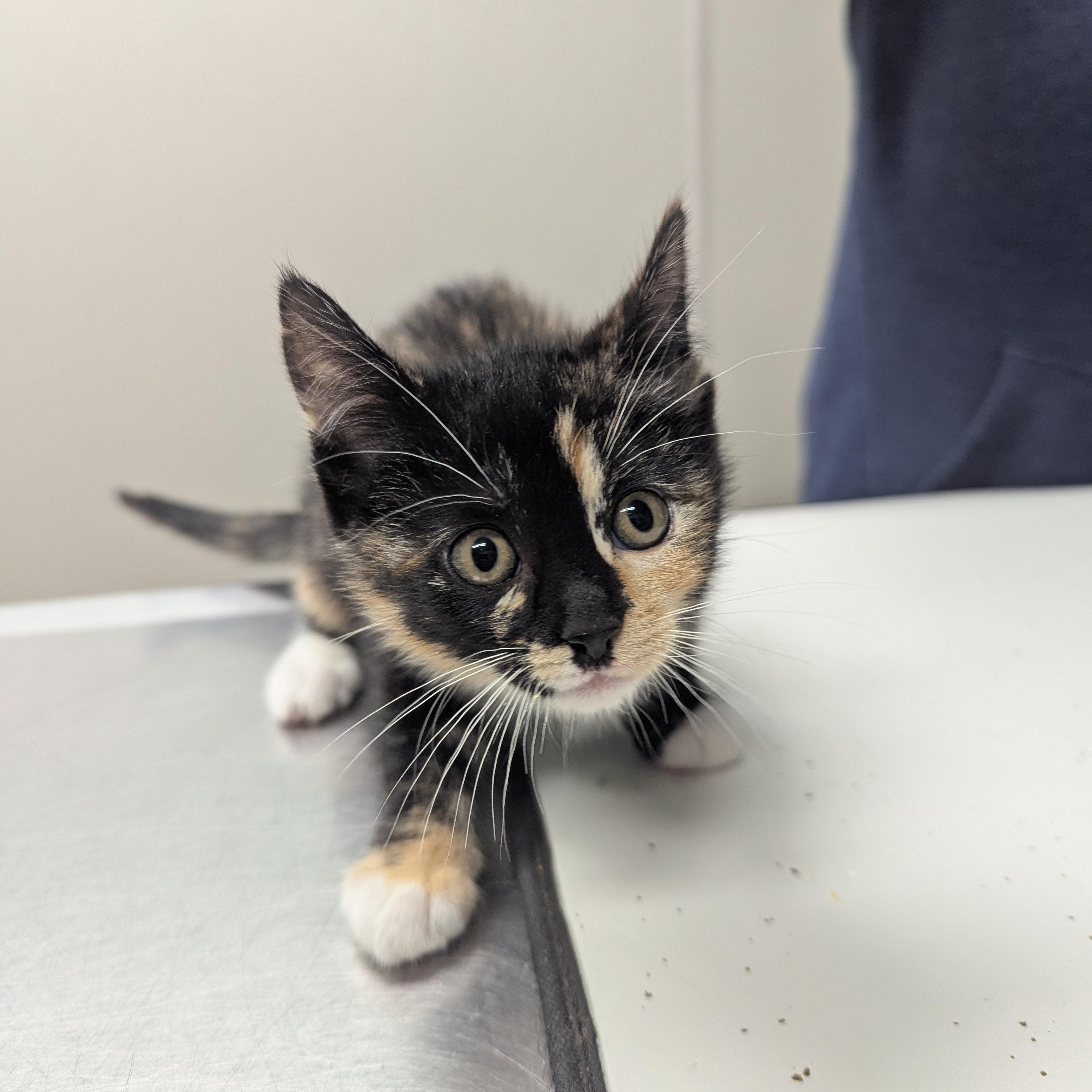 Flora, an adopted mixed breed in Dickinson, ND image 2/3