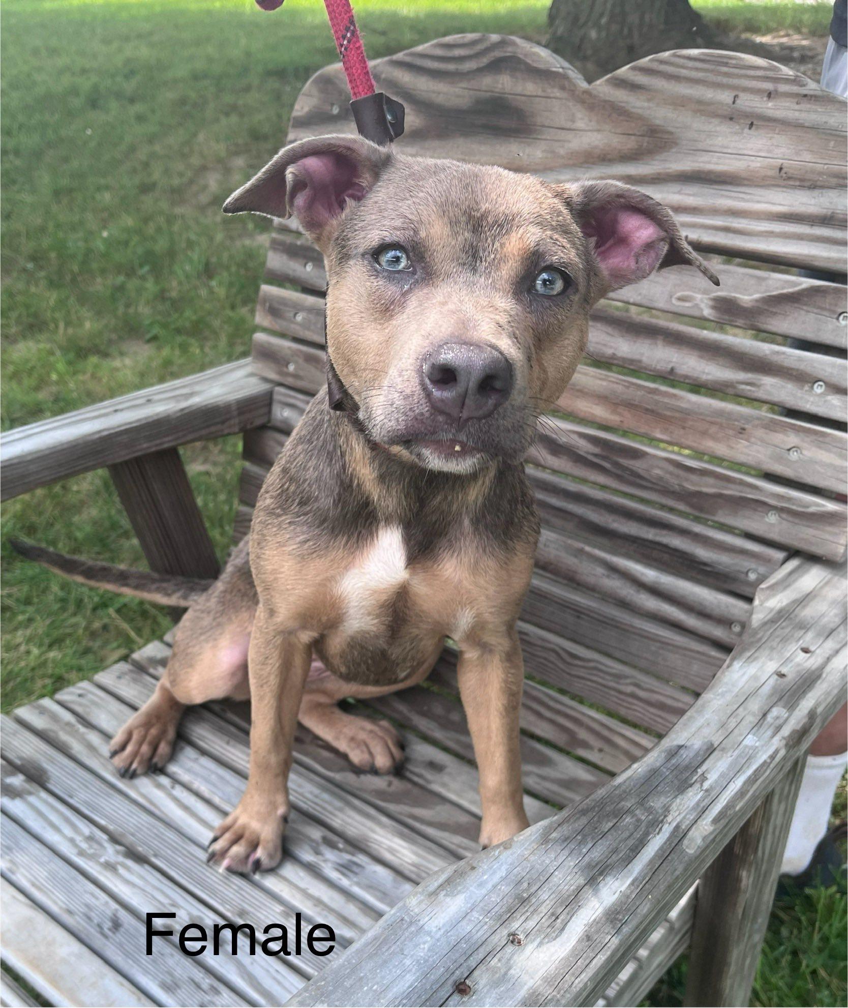 Enlarge Macy, a Adoptable mixed breed in Paris, IL image 1/1