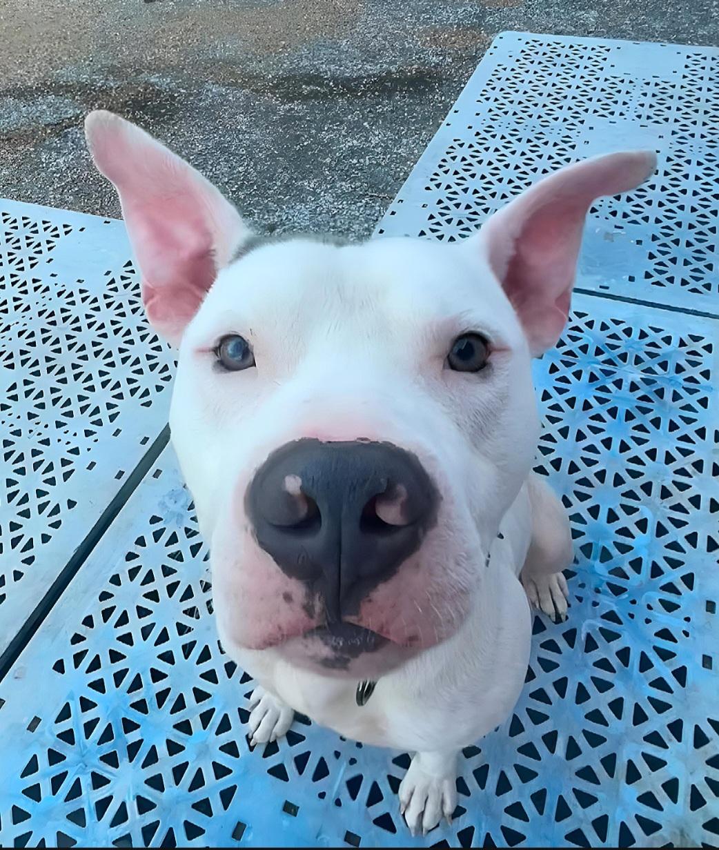 Enlarge Stitch, a Adoptable Pit Bull Terrier in Kansas City, MO image 4/4