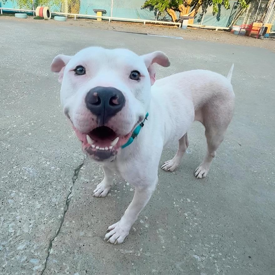 Enlarge Stitch, a Adoptable Pit Bull Terrier in Kansas City, MO image 1/4